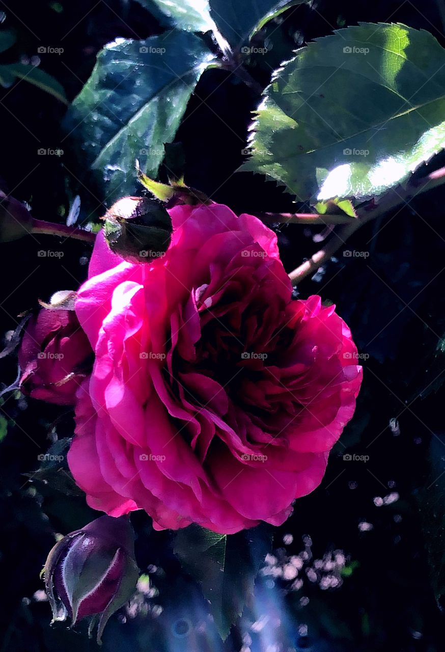 Giant pink/purple rose