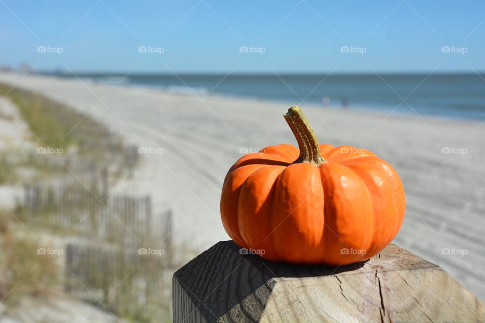 A pumpkin sitting on a post with the Atlantic Ocean in the background. 