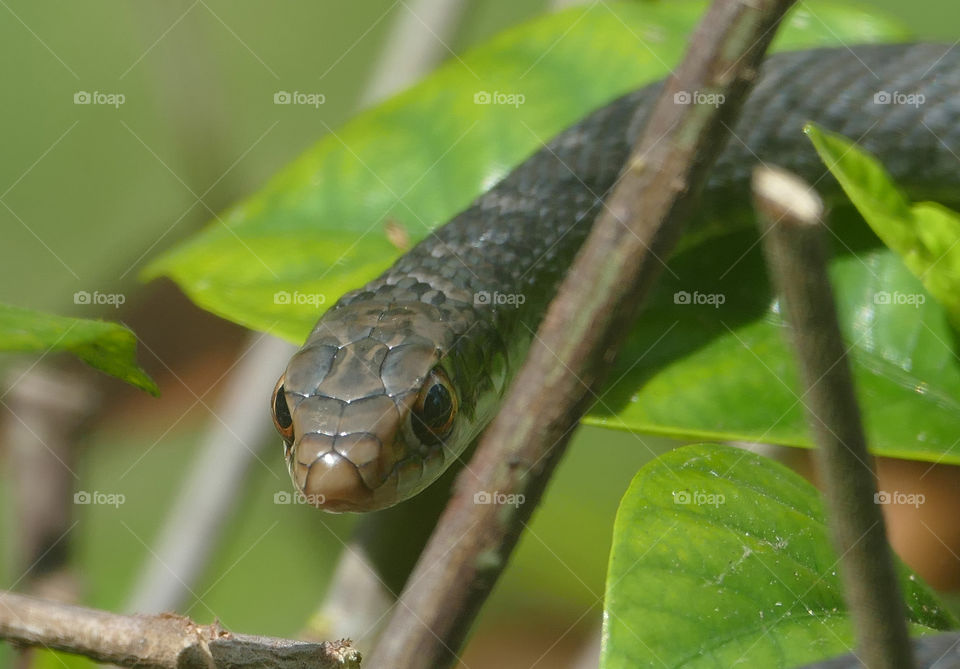 Closeup of garden snake sunning on a bush looking straight at camera
