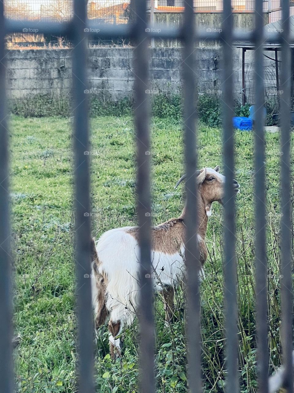 Goat in the yard