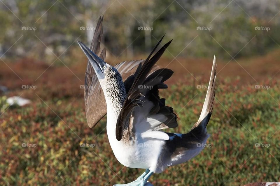 Blue-footed Booby mating ritual