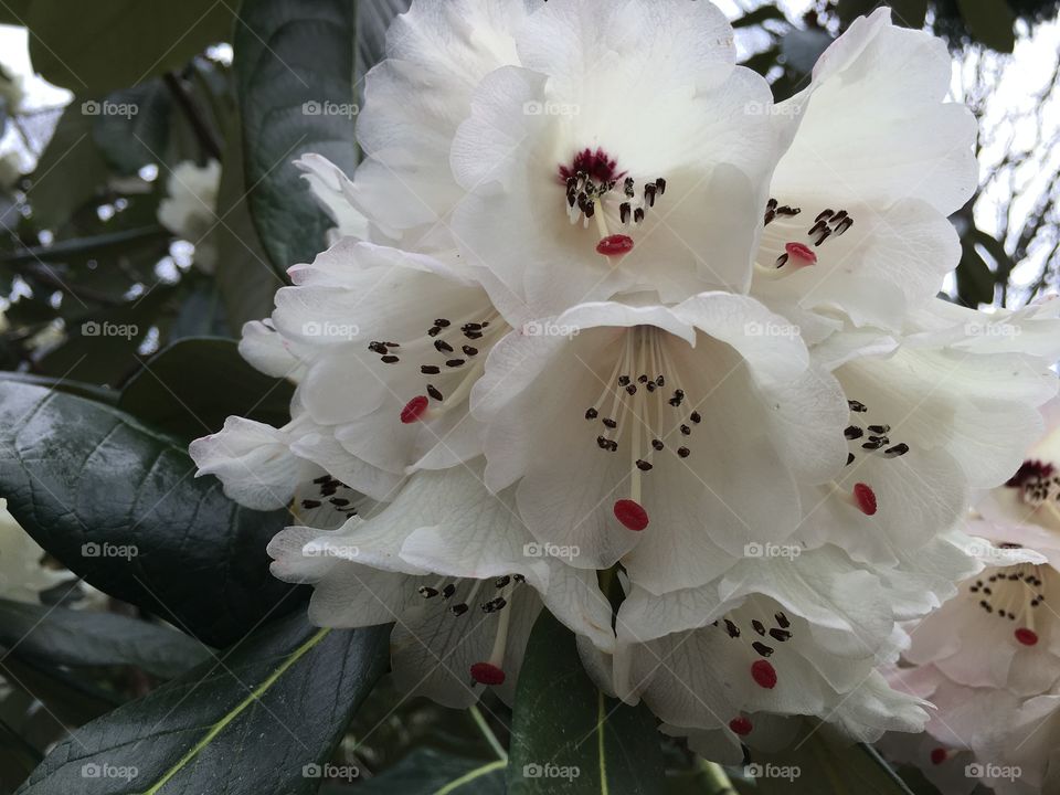 White rhododendron blooming at outdoors