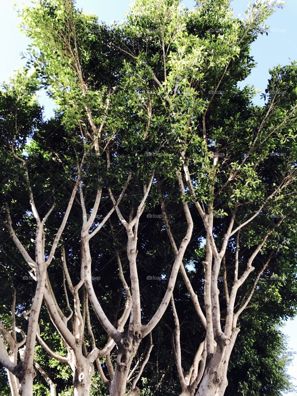 Trees-branches-leaves-green 