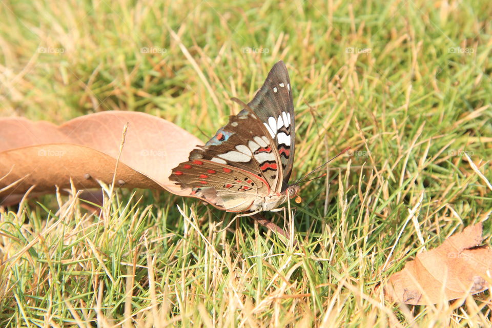 a butterfly seating on a dry leaf