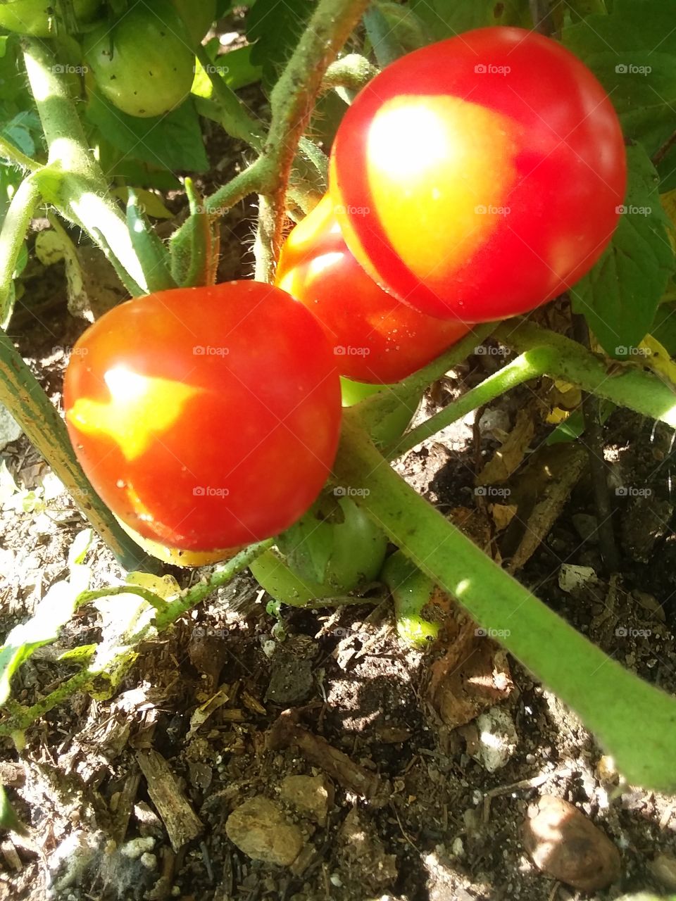 ripen tomatoes