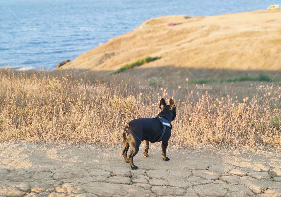 A dog walk on the seaside