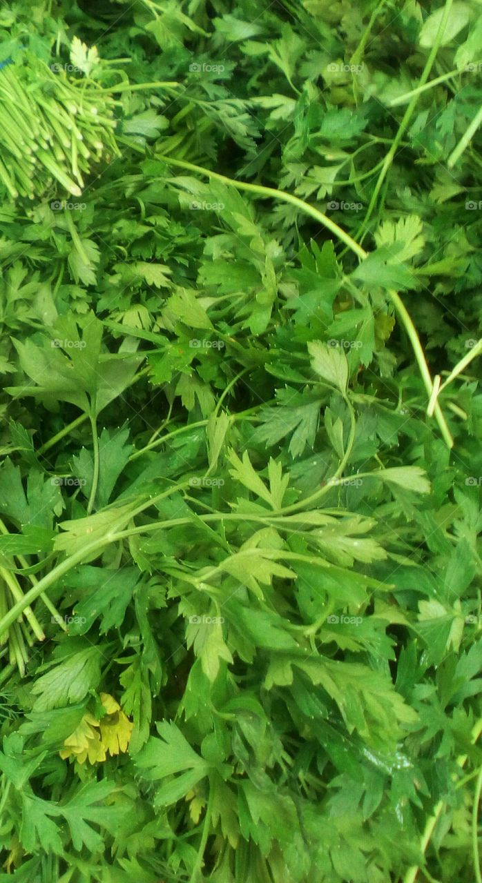 Vibrant green fresh healthy parsley