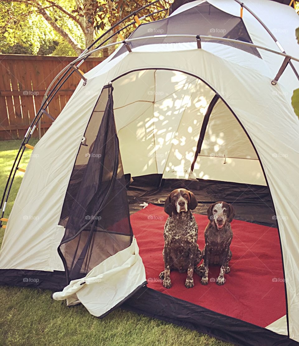 German shorthairs pointers