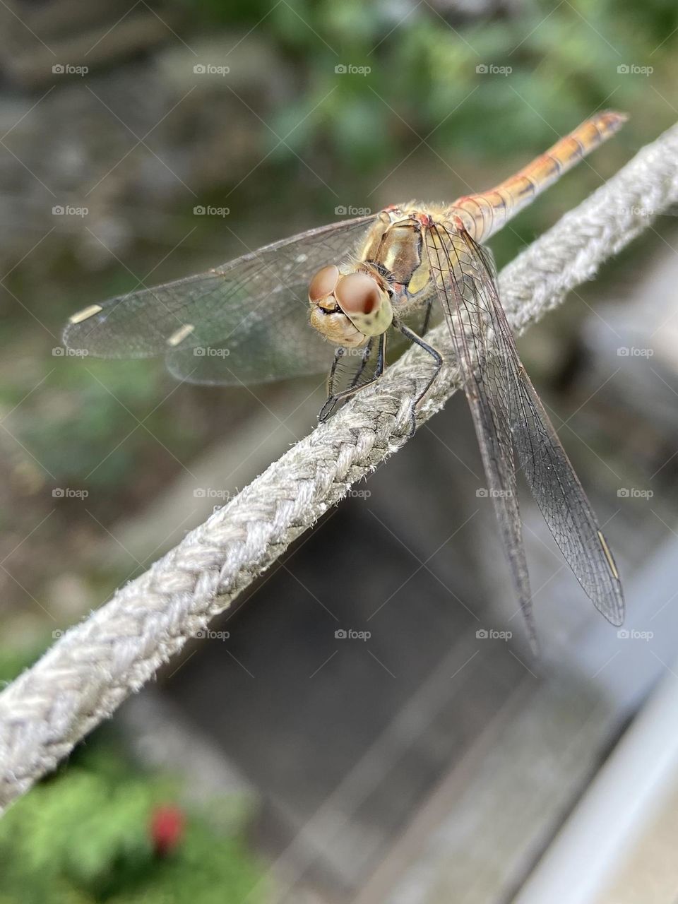 Smiling dragonfly 