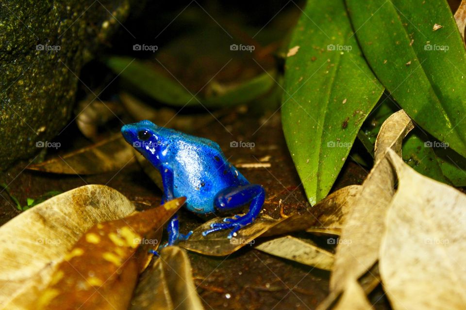 One of the most beautiful species I’ve ever seen in my whole life, a blue frog which is properly called the blue poison frog. 