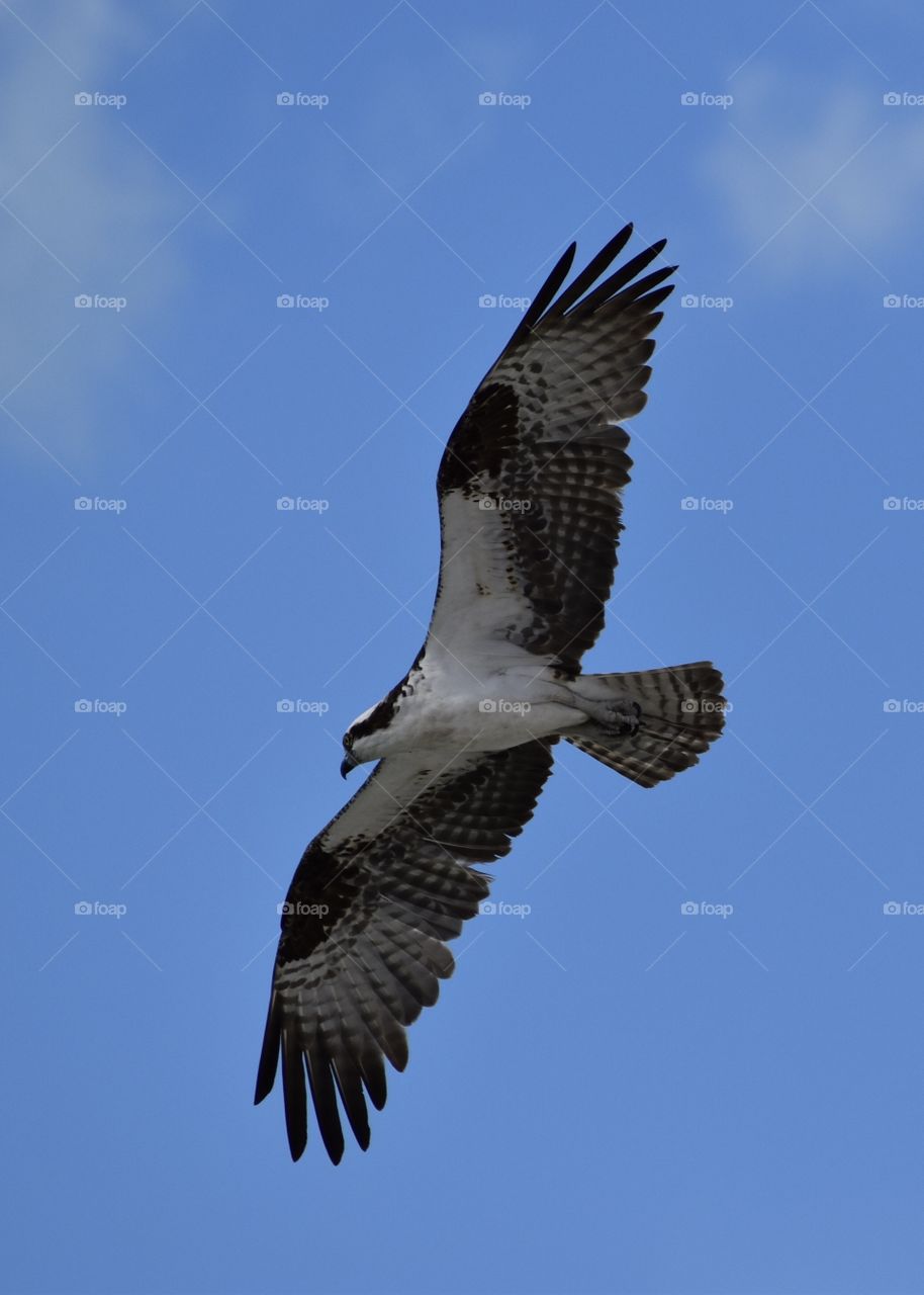 Osprey in flight