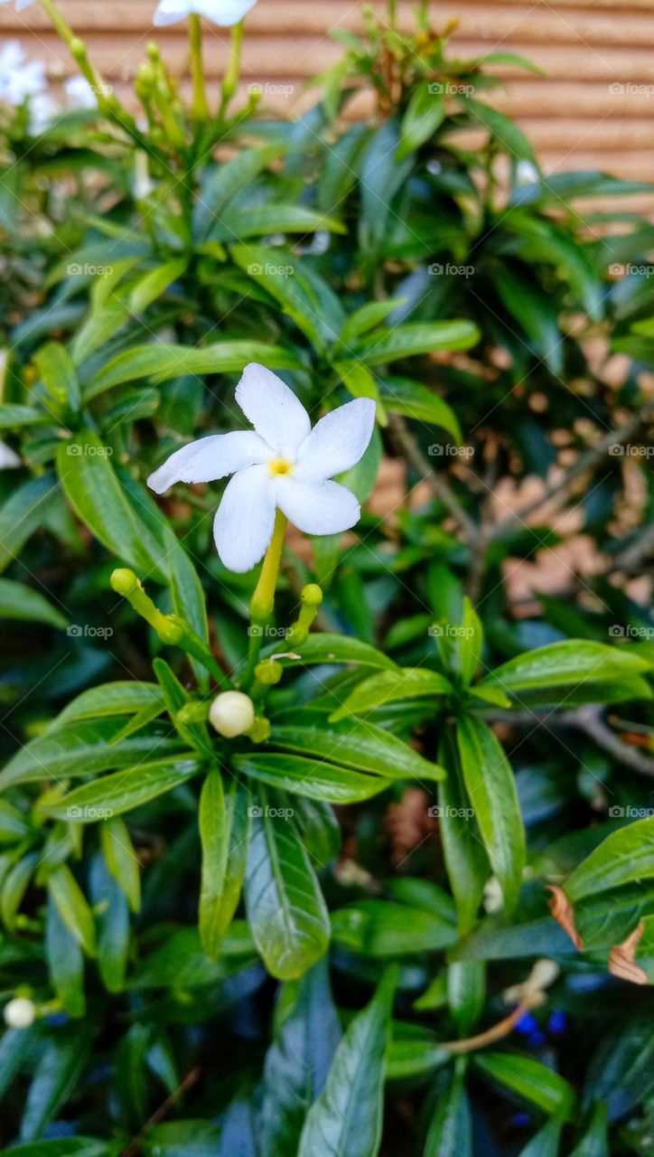 Macro view of jasmine flower on green leaf background.