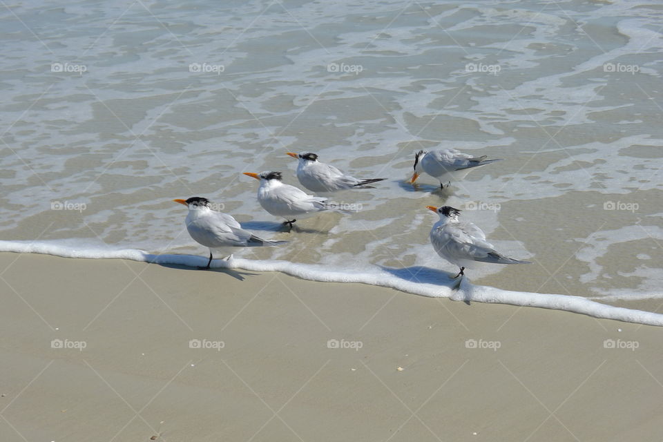 View of seagulls on beach