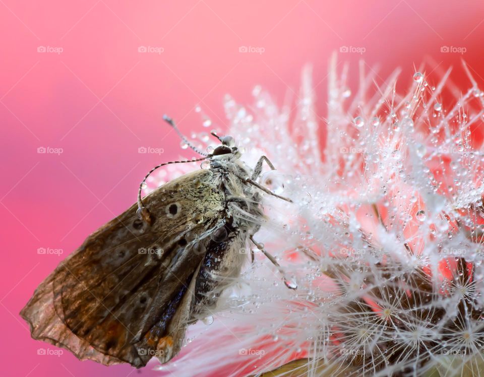 butterfly on a dandelion after rain