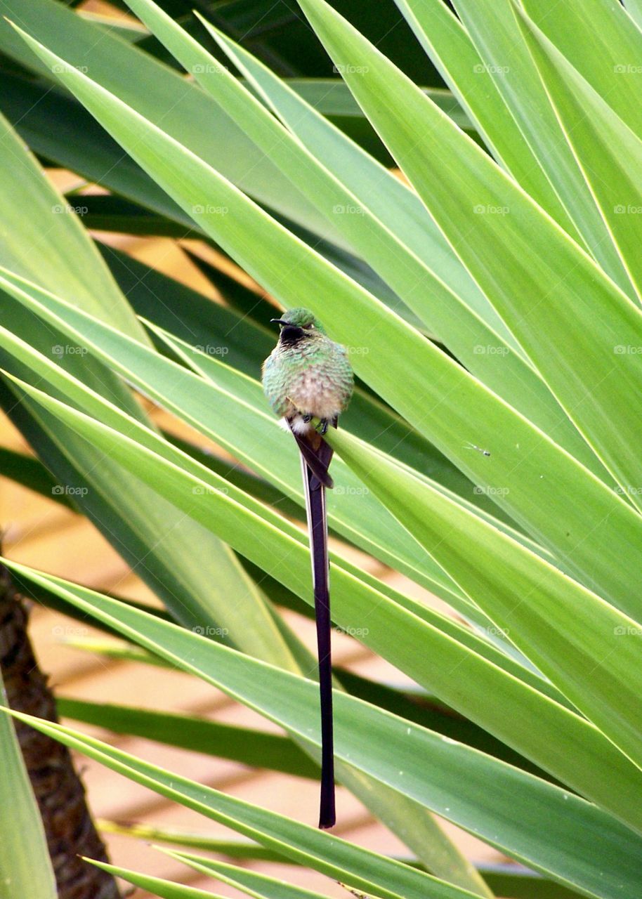 Unique hummingbird sitting on a palm. 