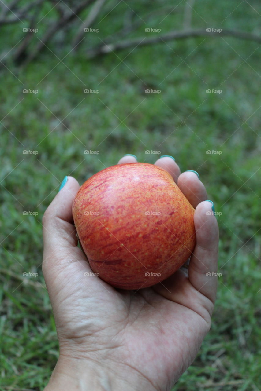 holding apple