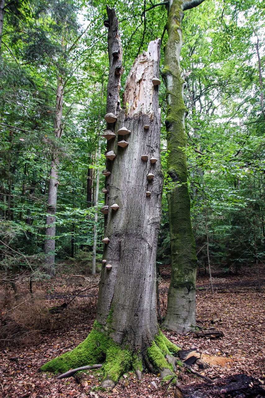 Old broken tree