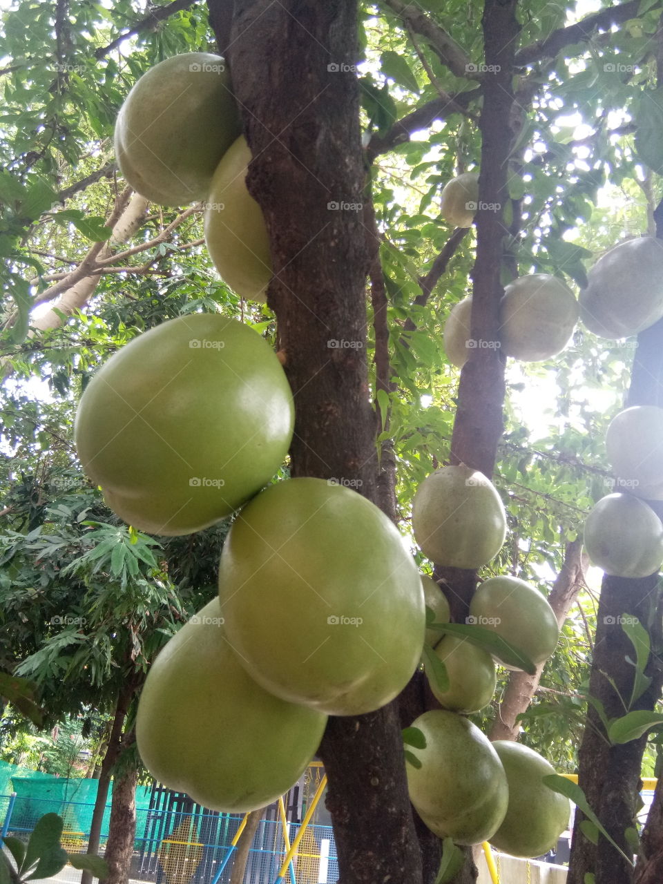 Calabash tree and fruit