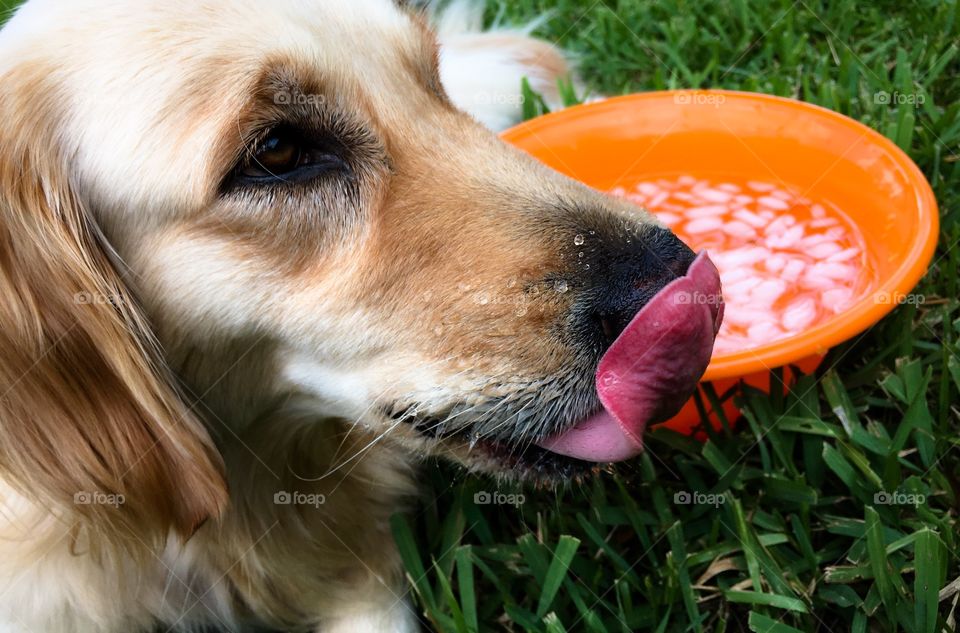 golden retriever and water bowl