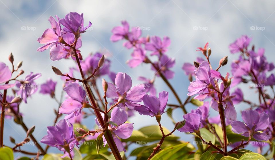 Beautiful light purple flowers with blue sky background