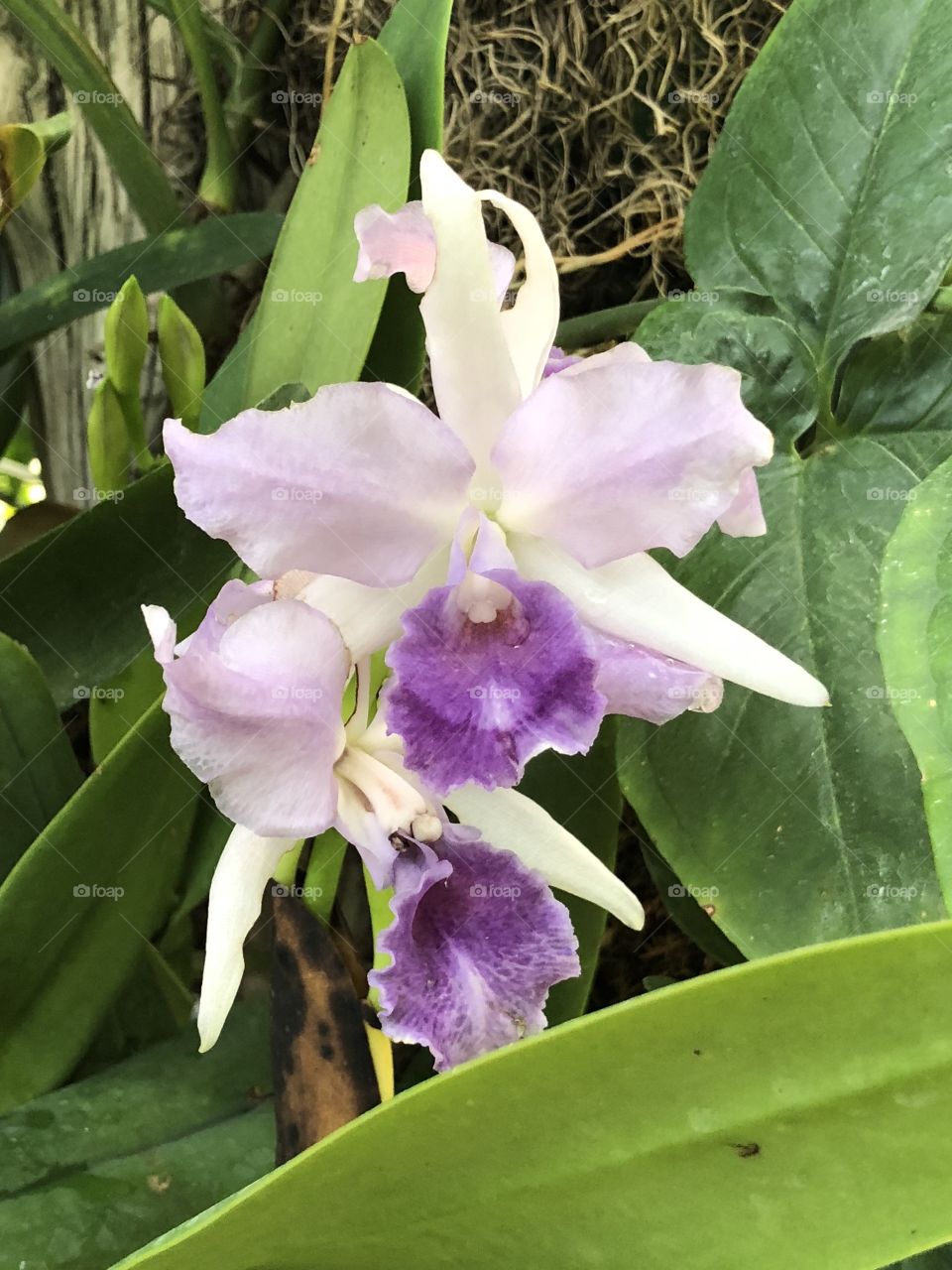 Reptile Gardens Orchids