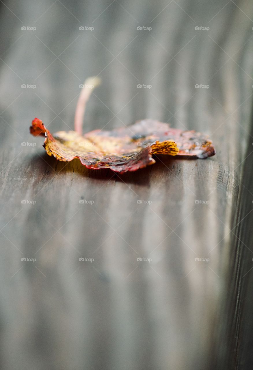 A lonely leaf