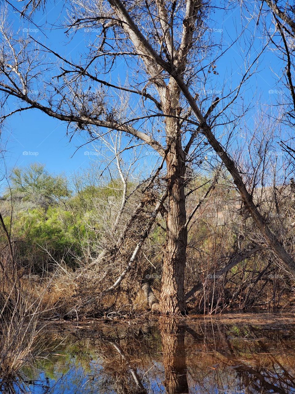 Tall Tree in the Wetlands