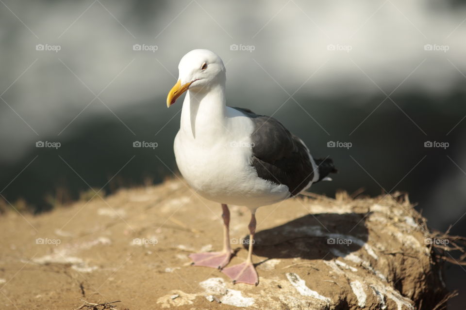 Seagull