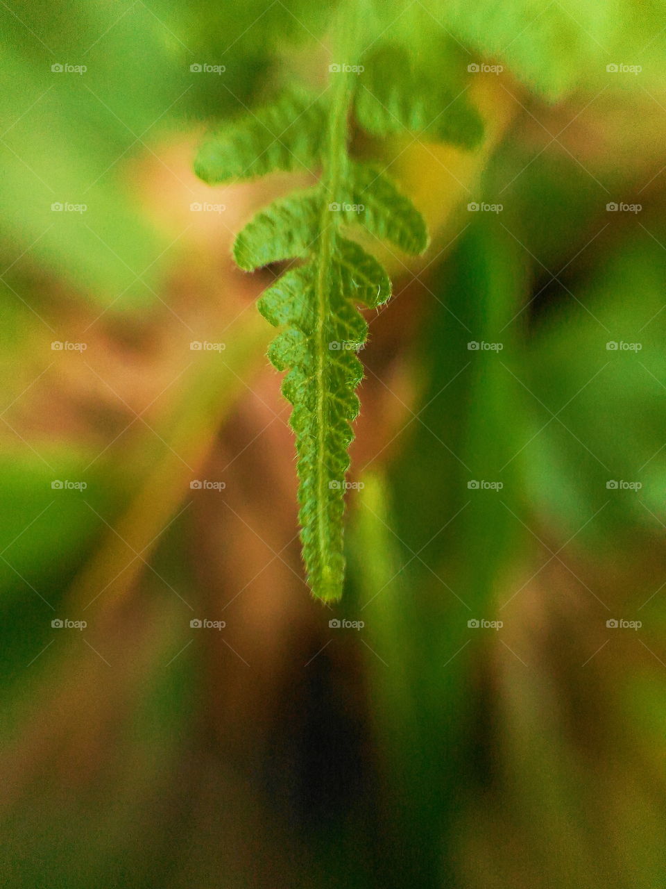 Fern leaves