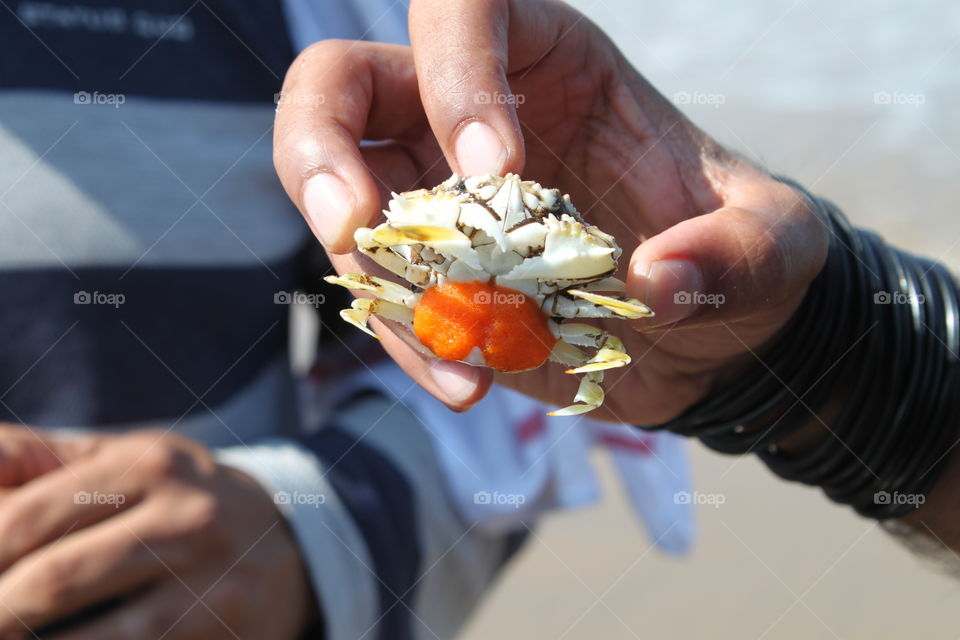 Crab 4