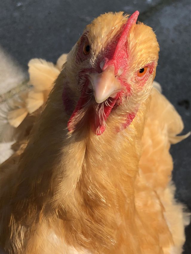  Chicken