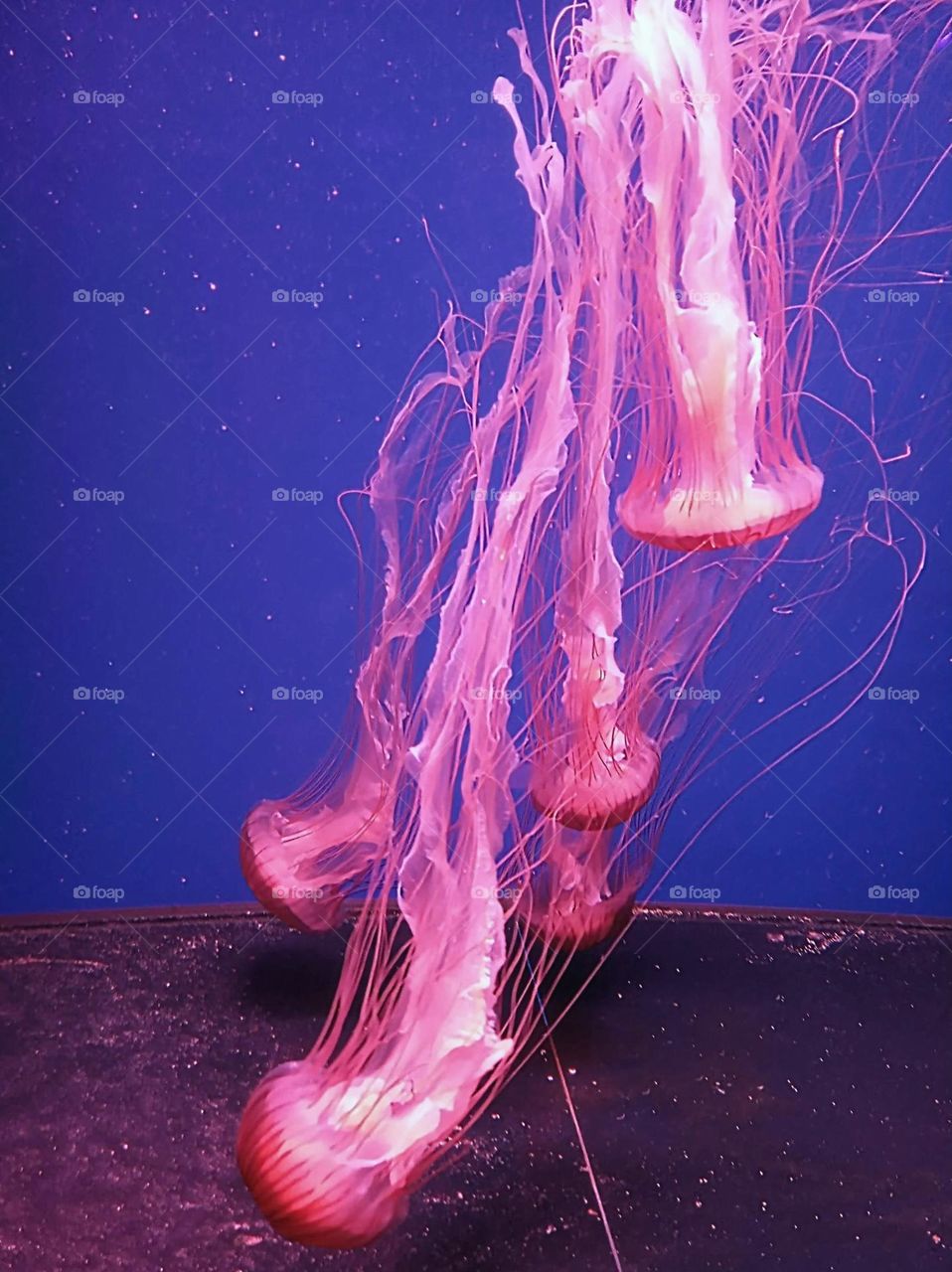 Jellyfish