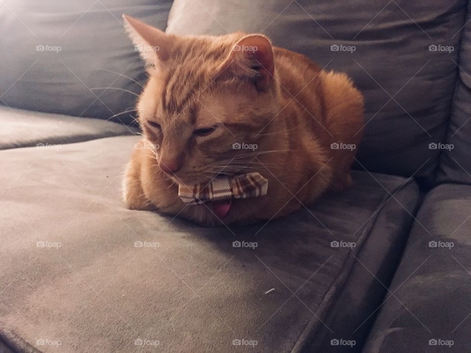 Ginger cat in plaid bowtie