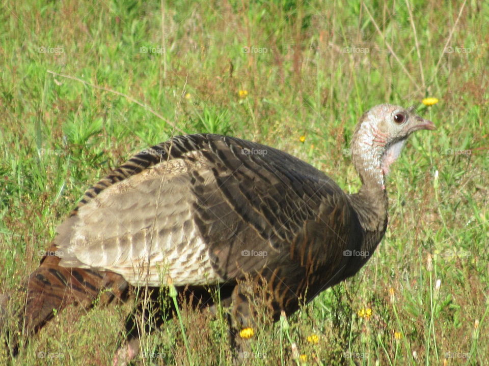 Bird, Wildlife, Nature, Animal, Feather