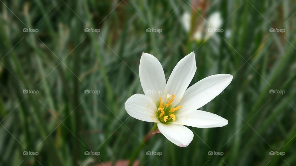 White Beauty