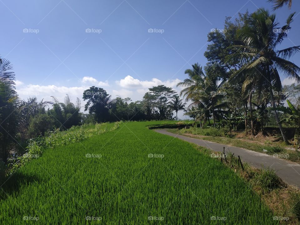 Beautiful green young paddy rice background palm trees with blue sky white cloud at temanggung province central java indonesia