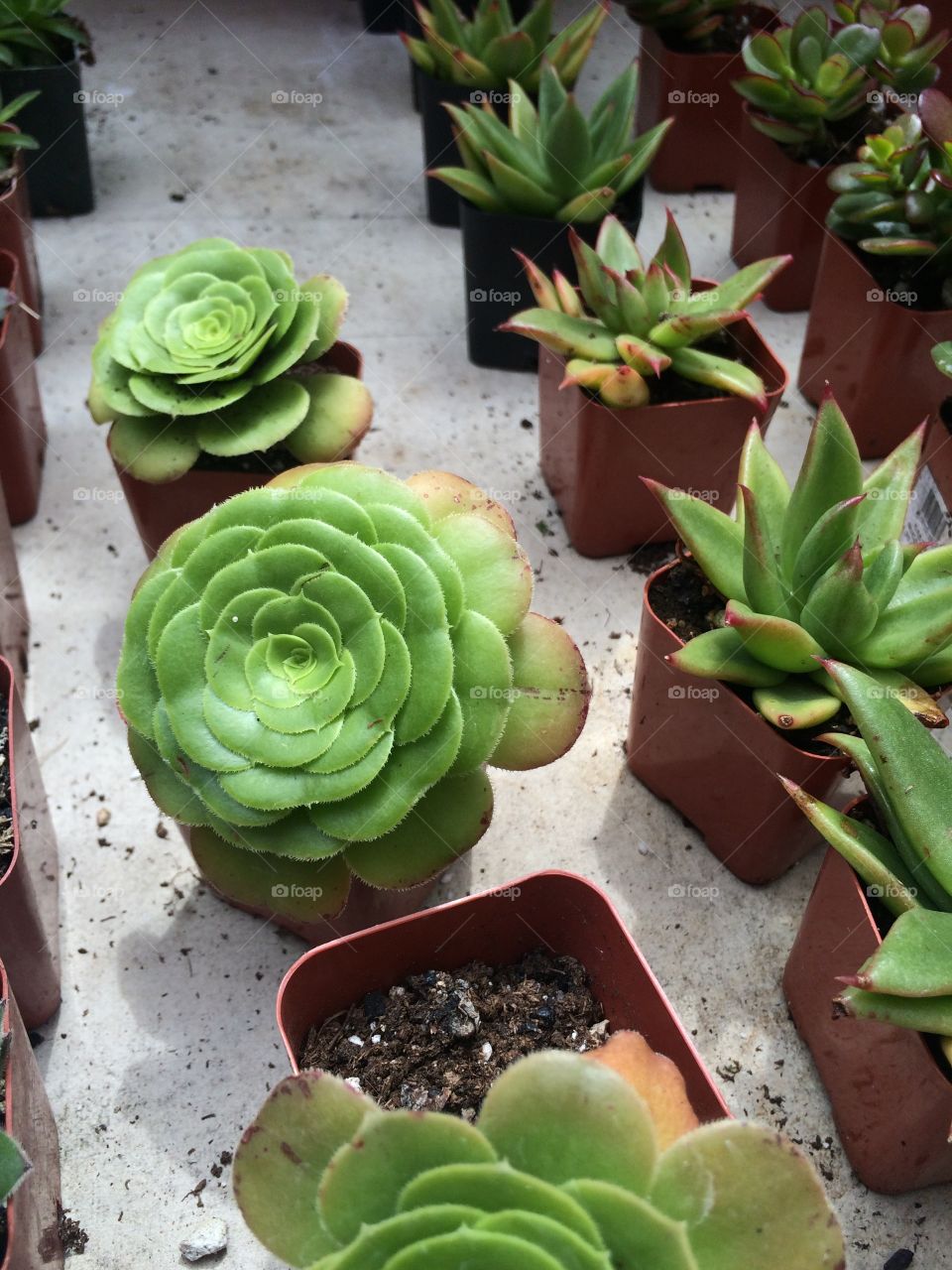 Nursery green succulents. Small young plant. Green circular geometric shape and clustered plant. Great for any garden lover or hipster. Similar to cactus