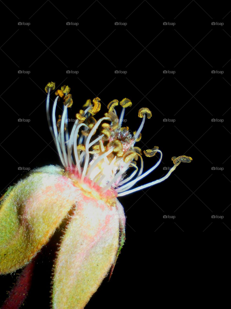 Macro focused anthers, filaments of a rose flower, with black background
