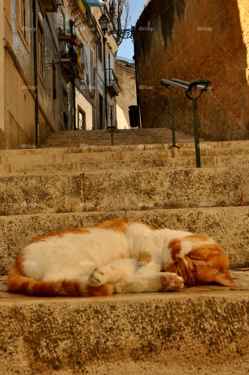 Cat relaxing in a sunny town