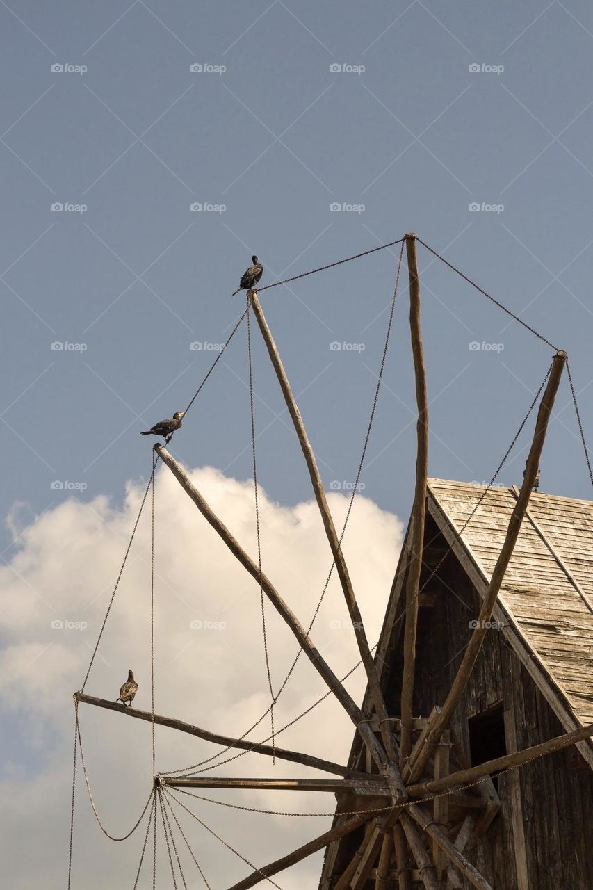 Black cormorants against sky