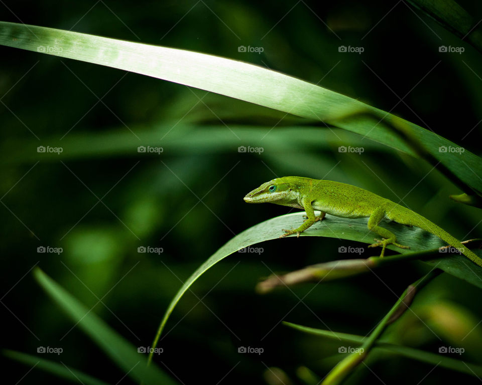 Hiding in plain sight