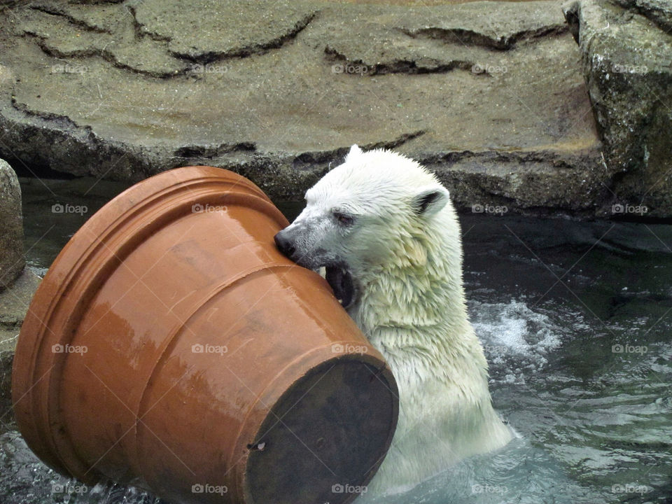 fun water animal mammals by landon