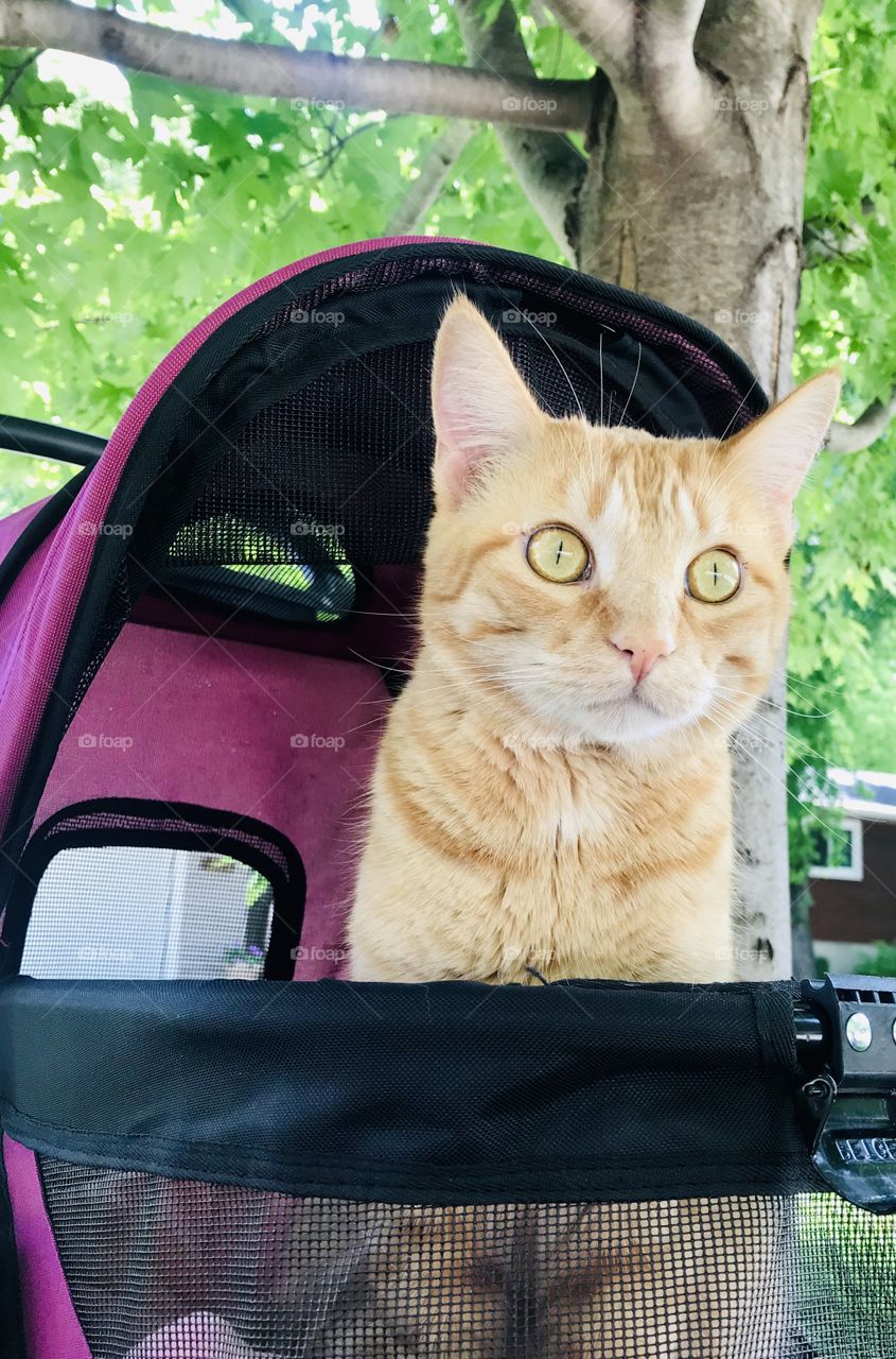 Darling orange tabby cat loving sitting in his purple stroller outside underneath the tree! 