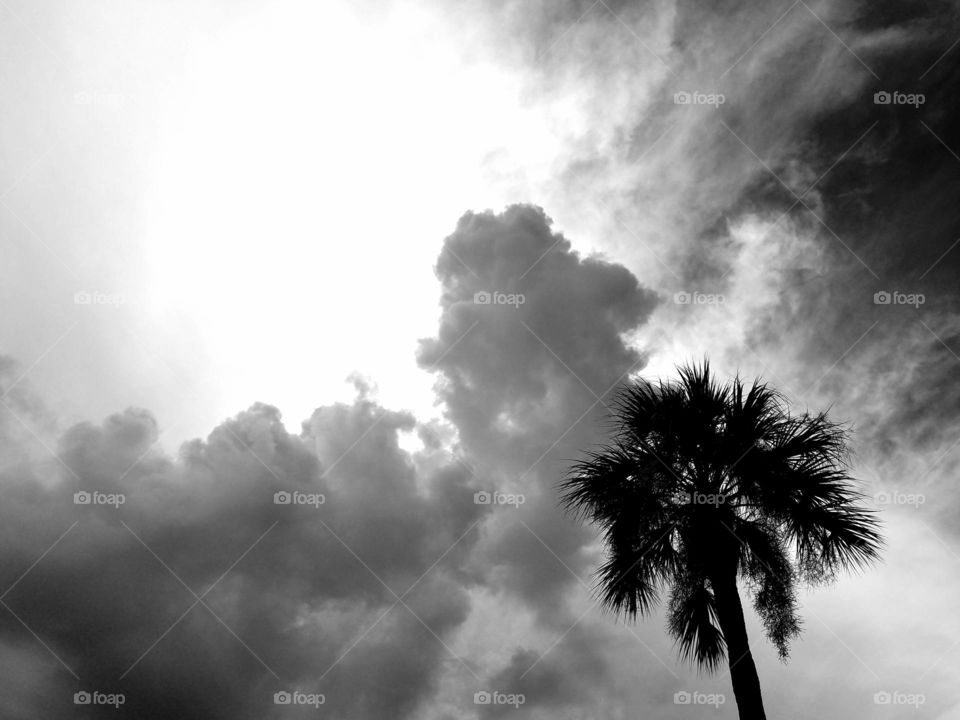 sky and palm tree