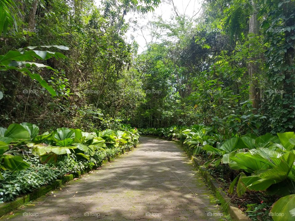 caminho da natureza viva