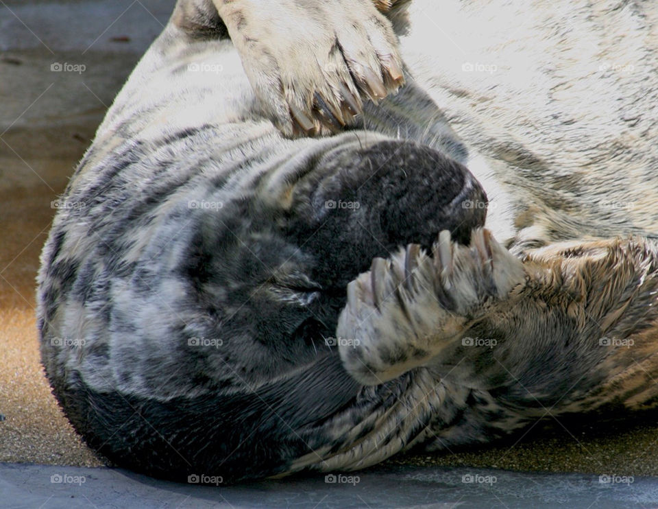 water animal mammals seal by mmcook