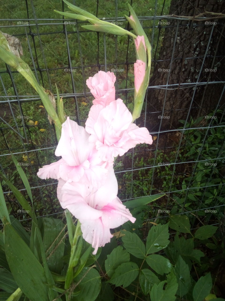 one of my pretty pink gladiolus had to tie this baby up when I found it lying on the ground.