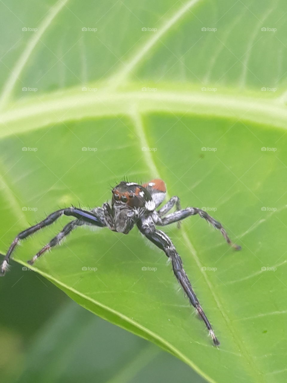 profile spider