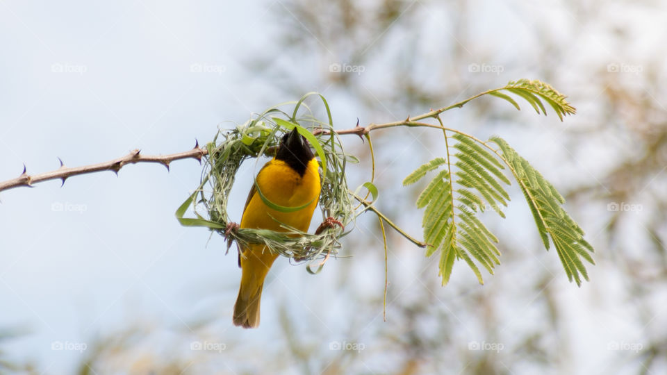 yellow finch building a nest  yellow contrast green with plain background