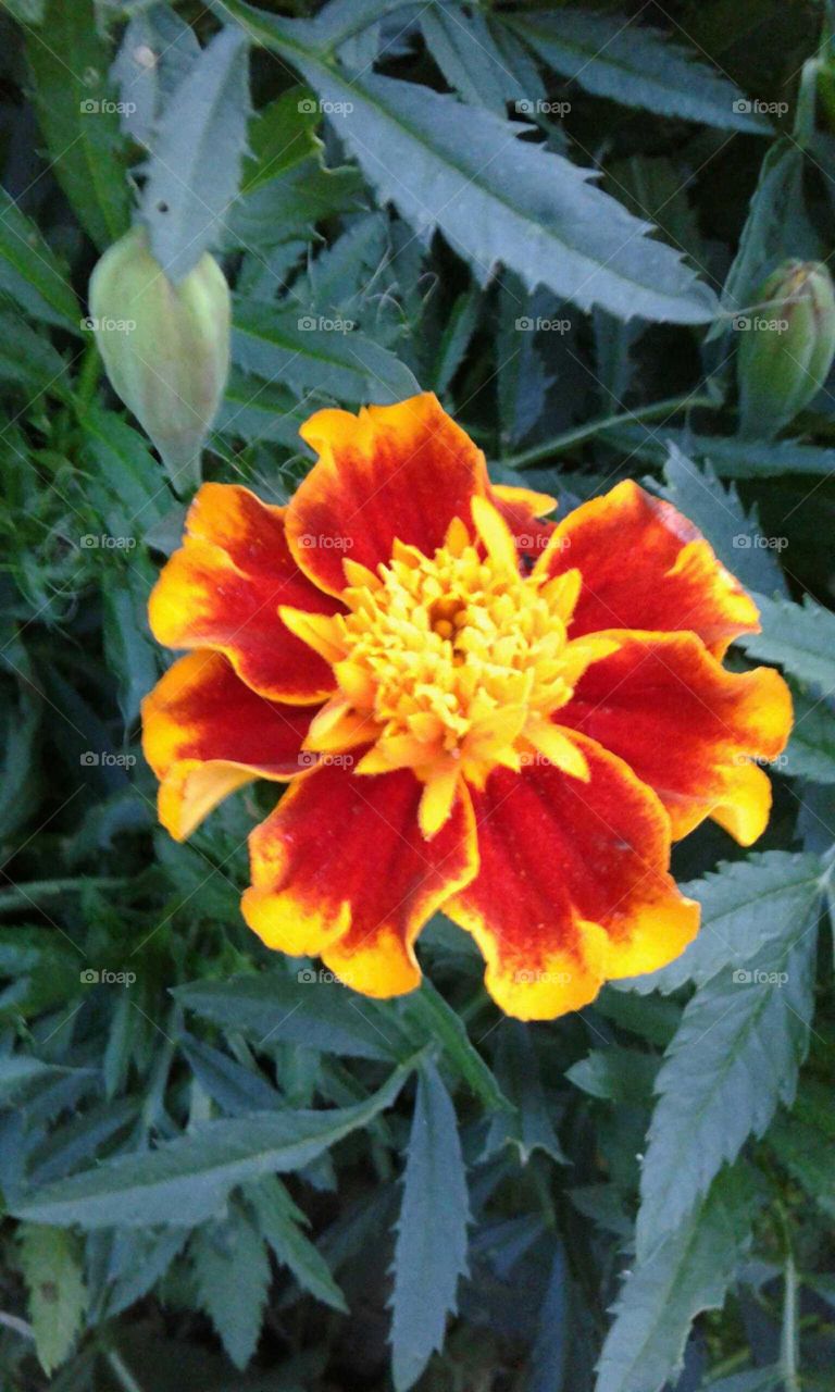 Marigold